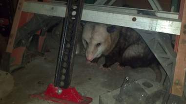 Hank the possum hangs out in a garage