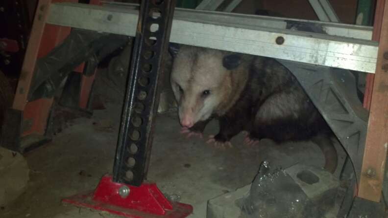 Hank the possum hangs out in a garage