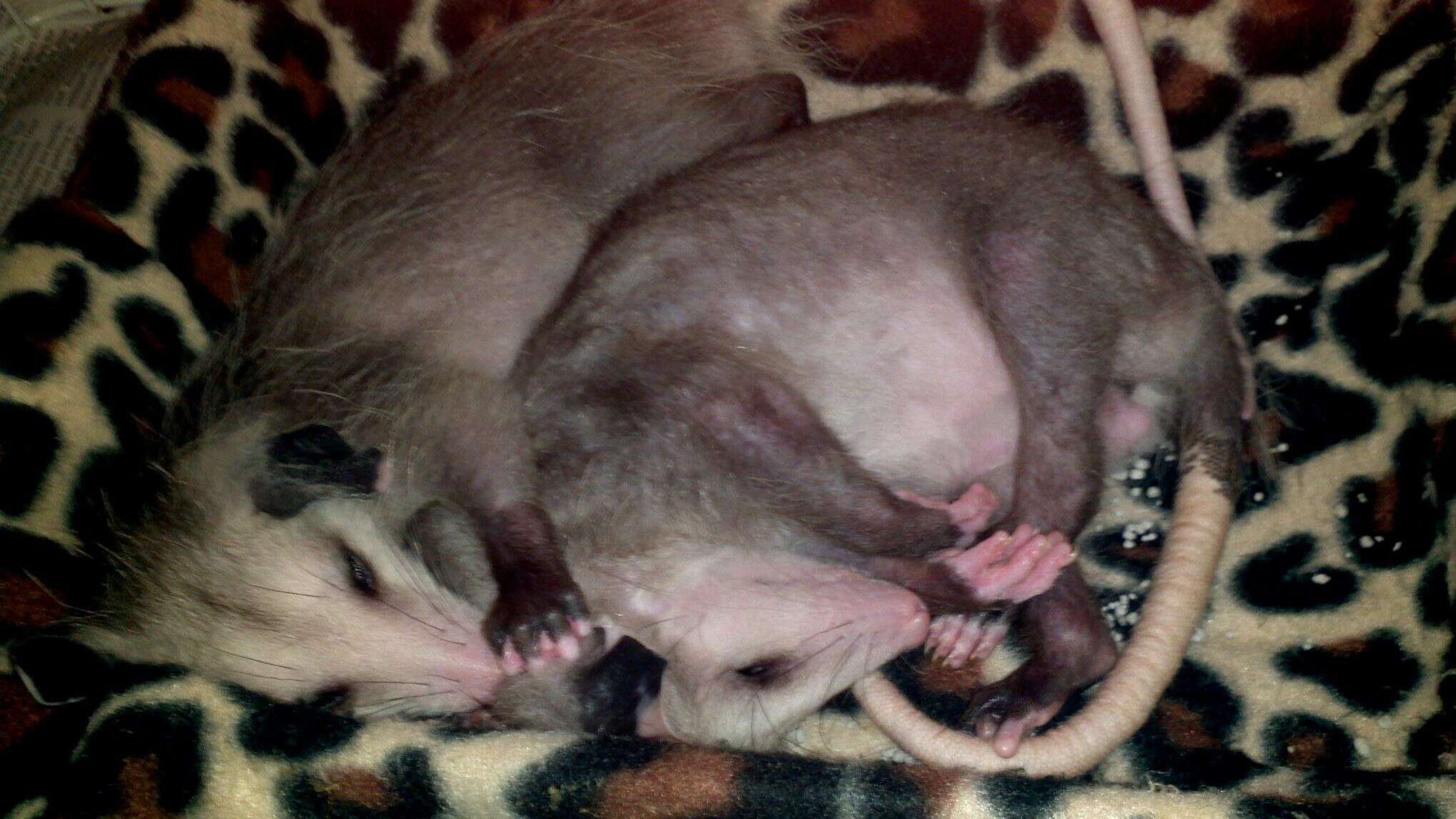 Orphaned possums taken in and rehabilitated