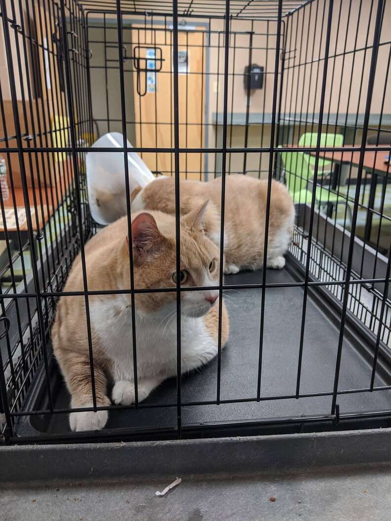 Shelter Takes In 22-Pound Cat Siblings - The Dodo