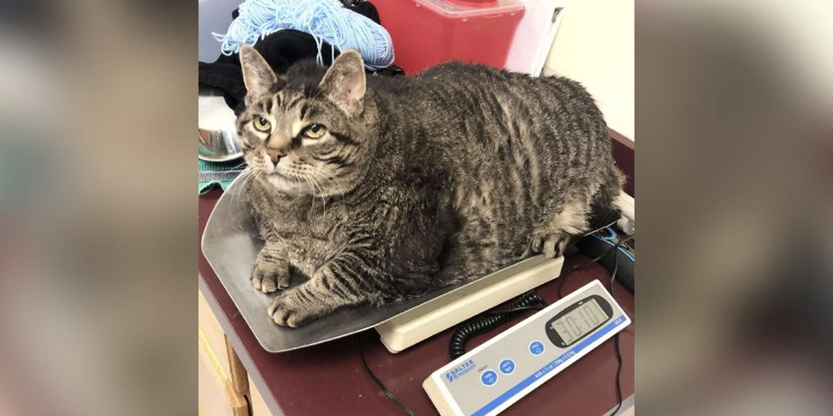 Chubby Cat Stepping On A Scale Is All Of Us After The Holidays The Dodo