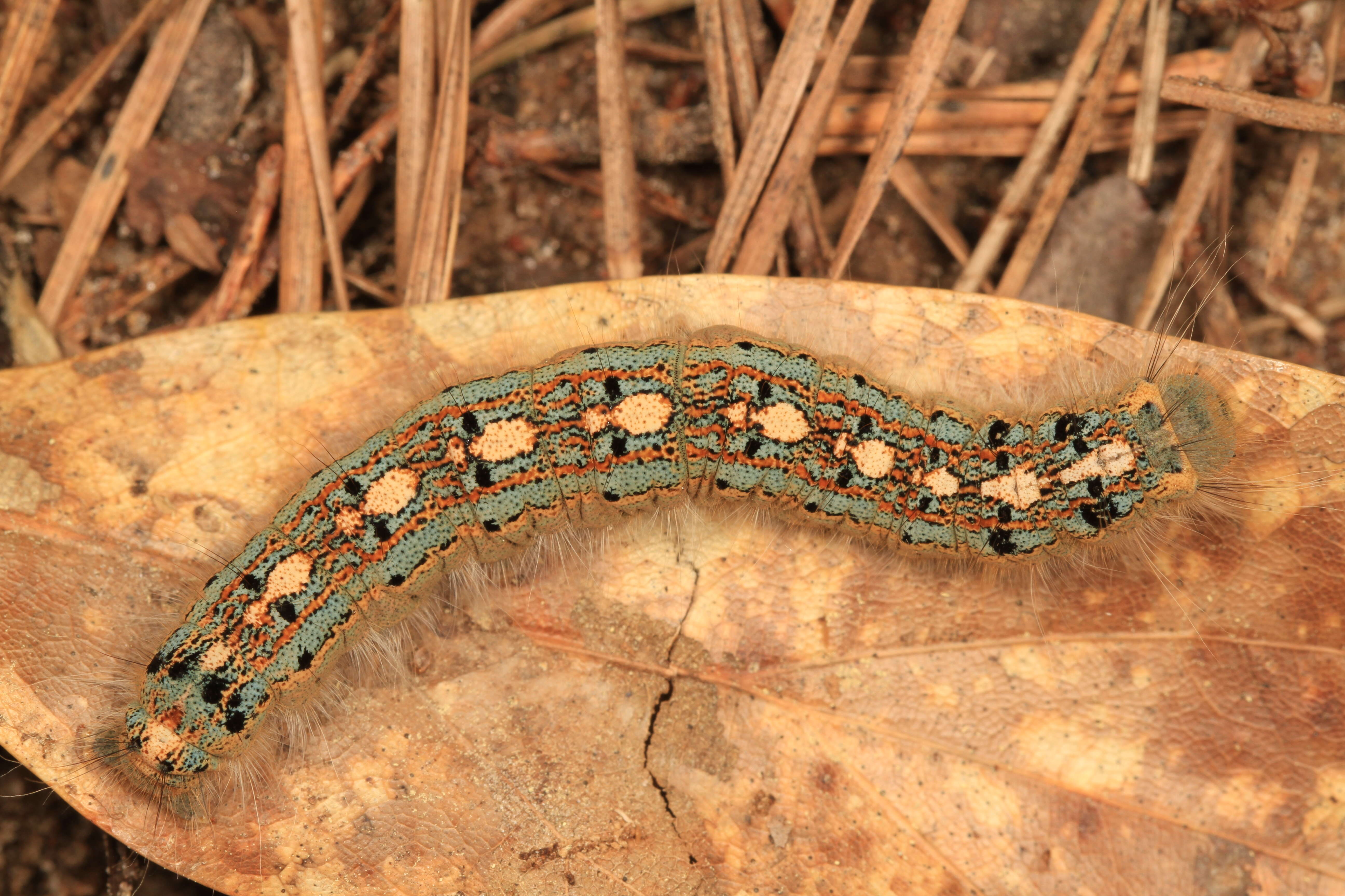 Forest tent caterpillar with penguins on its back