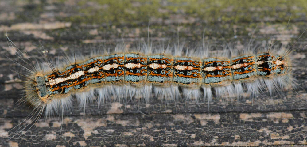 A forest tent caterpillar on a tree