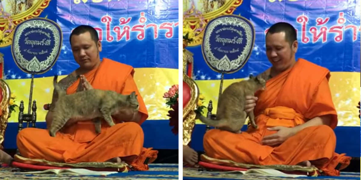 Monk Tries So Hard Not To Laugh After Cat Interrupts Prayer Service