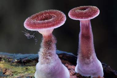 fantastic fungi documentary