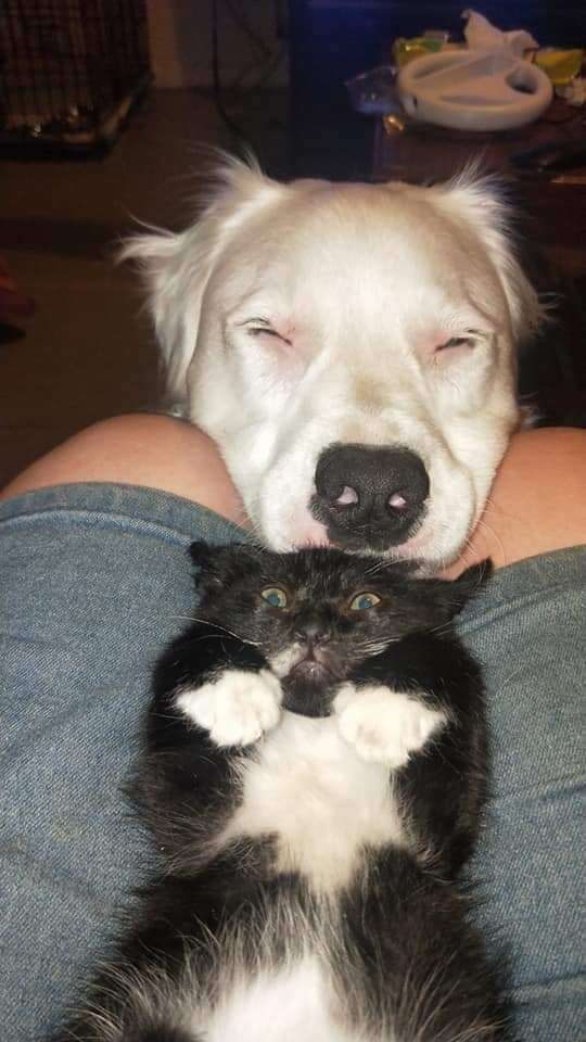 dog comforts kitten