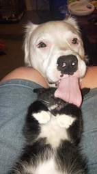 dog comforts kitten