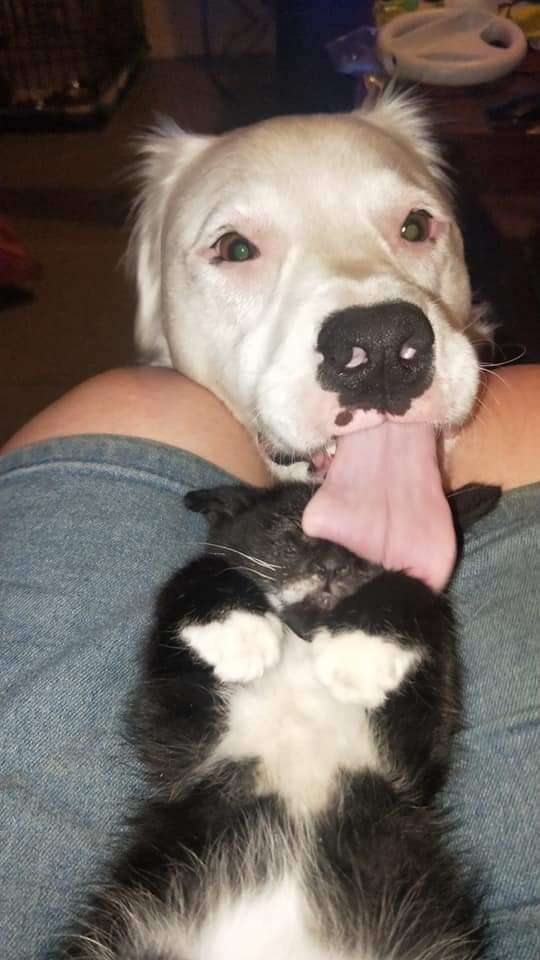 dog comforts kitten