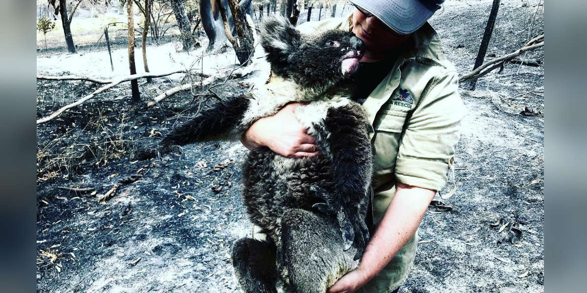 How To Help Animals Affected By Australia's Wildfires - The Dodo