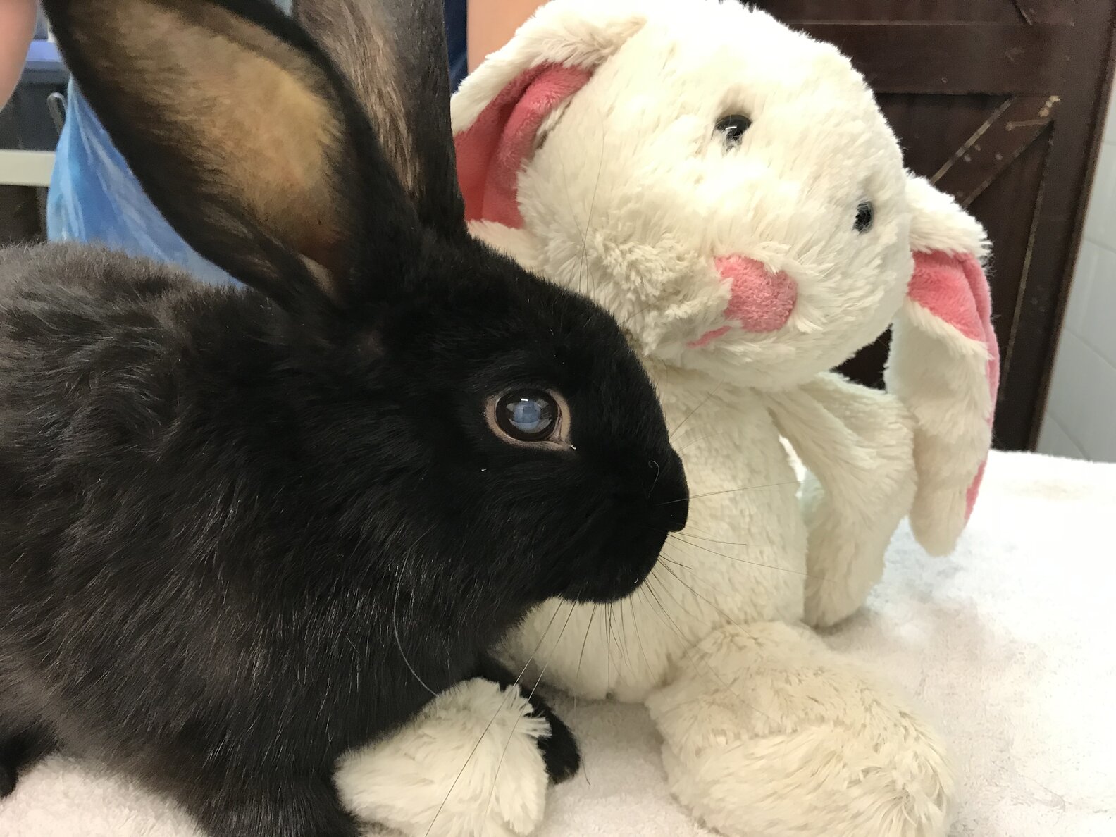 Blind Rabbit Abandoned With Stuffed Bunny - The Dodo