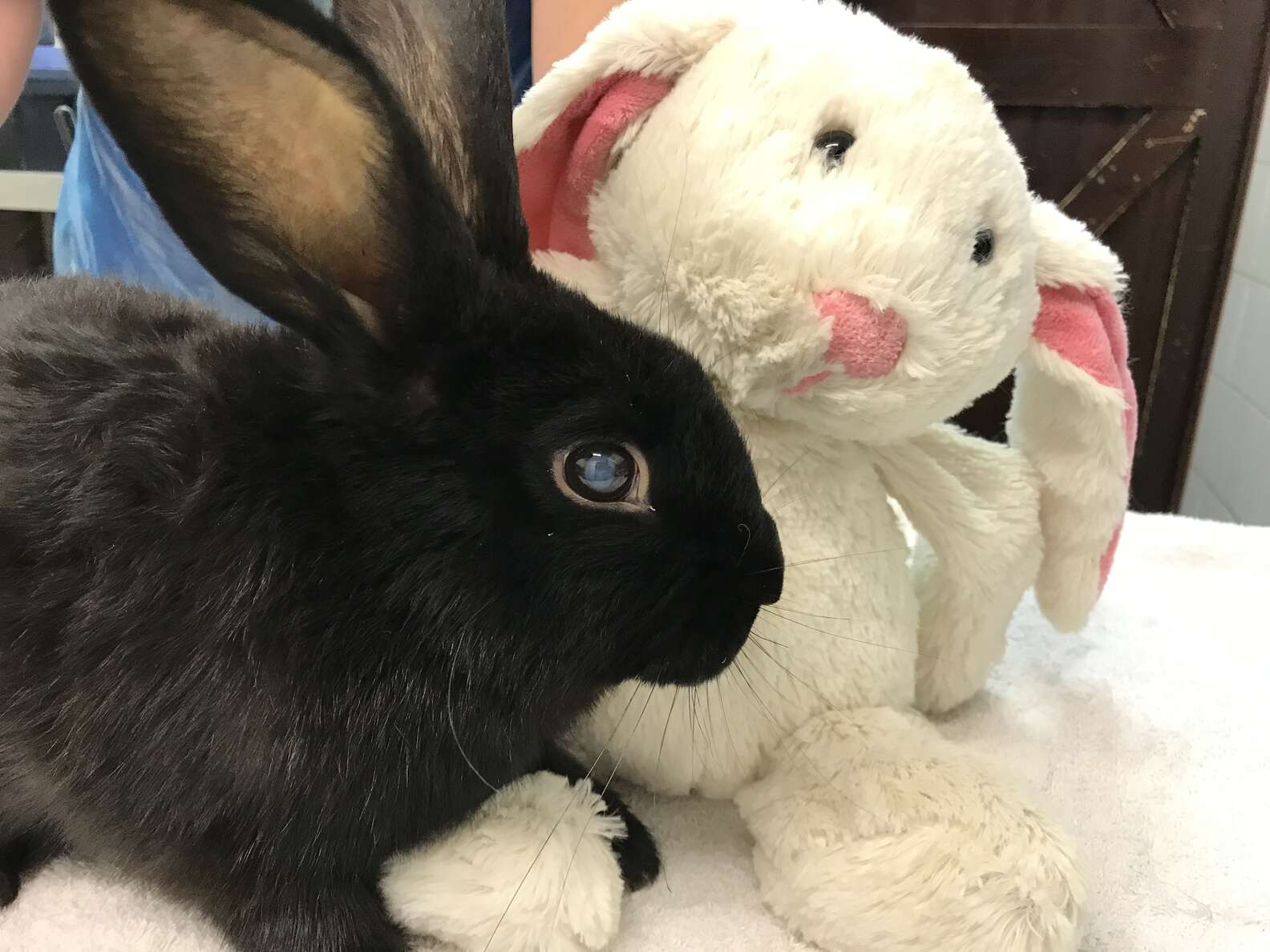 Blind Rabbit Abandoned With Stuffed Bunny - The Dodo