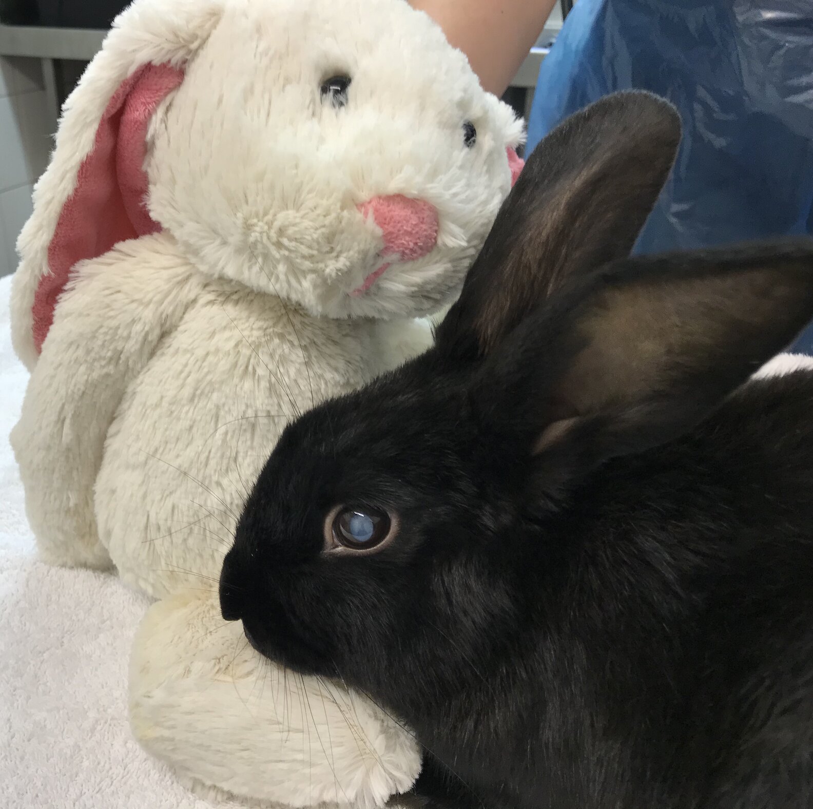 Blind Rabbit Abandoned With Stuffed Bunny - The Dodo