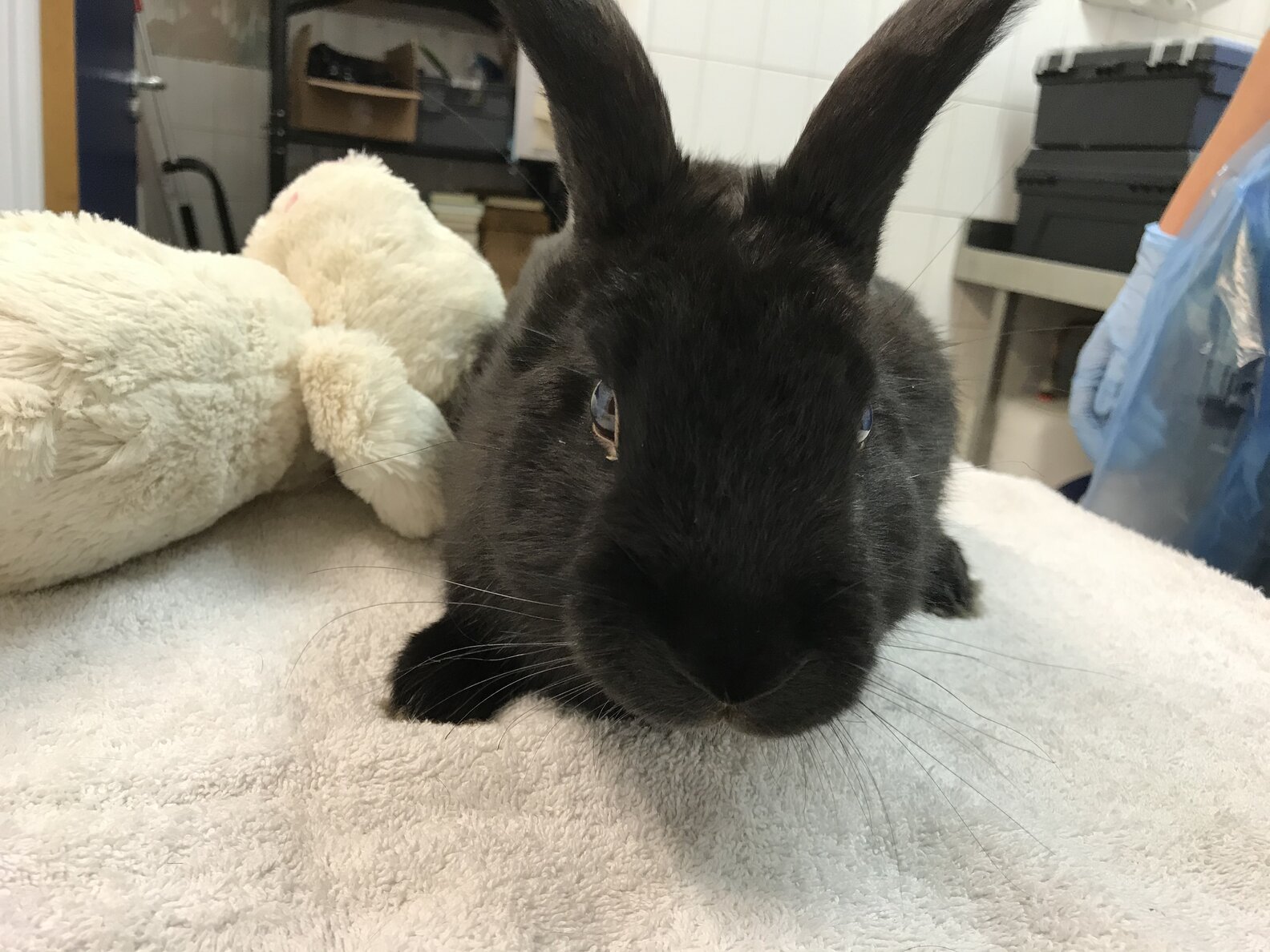 Blinded Rabbit Blind Rabbit Abandoned With Stuffed Bunny - The Dodo