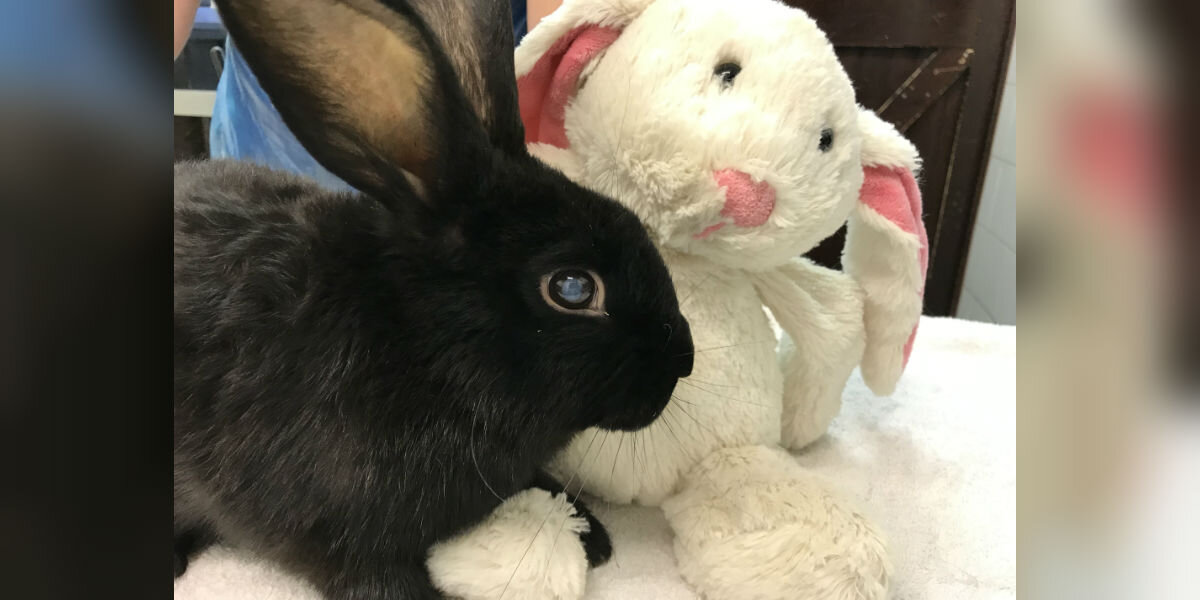 Blind Rabbit Abandoned In Box With Nothing But His Favorite Stuffed Bunny