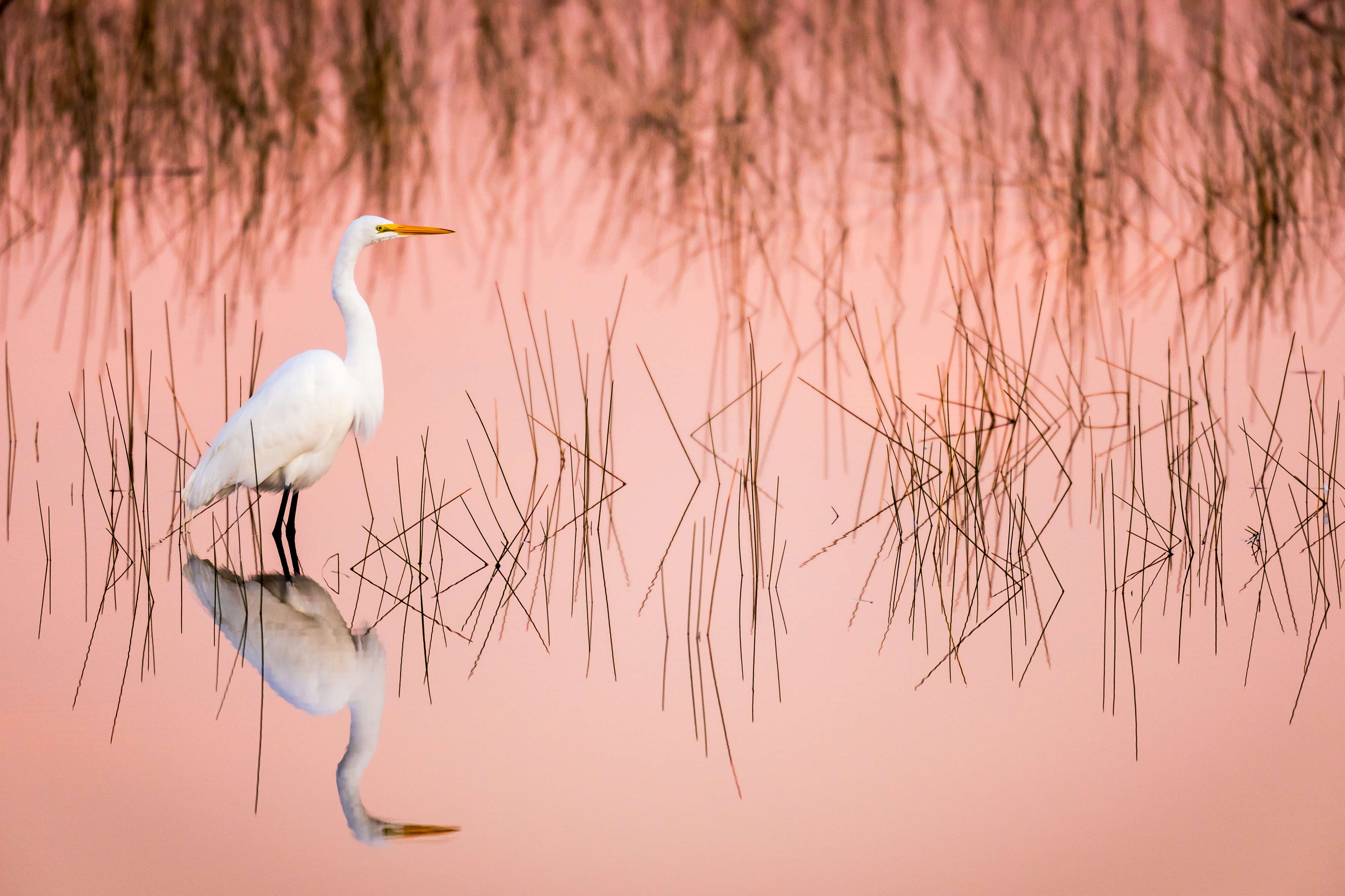 everglades