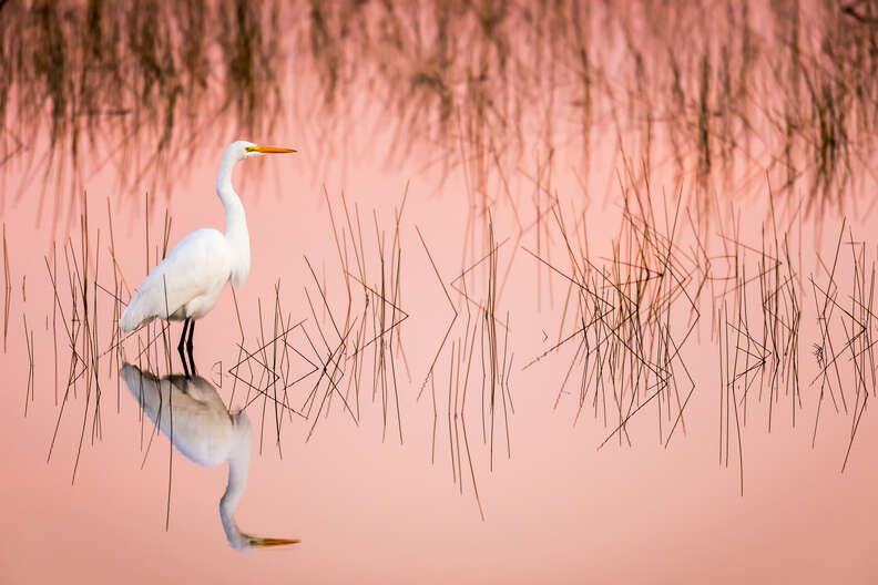 everglades