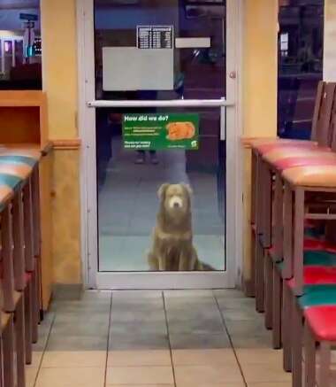 Stray dog waits at Subway for a meal