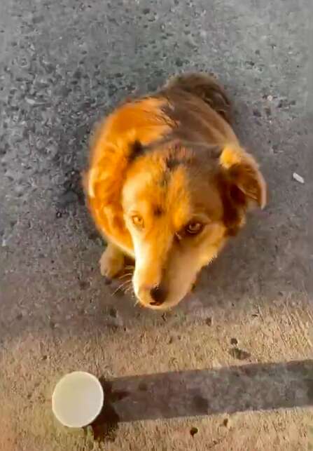 Subway Sally the dog waits for her sandwich