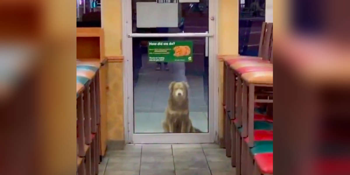 Stray Dog Visits Subway Every Day For A Free Sandwich The Dodo