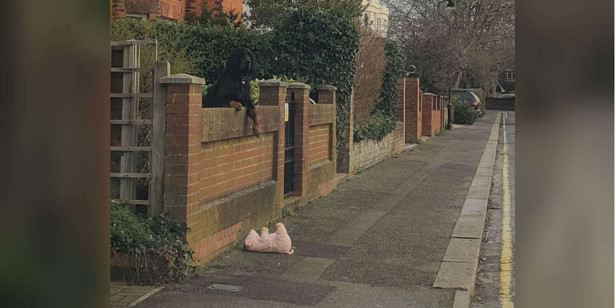 Woman Stops Her Car To Help Dog Who Dropped His Stuffed Pig