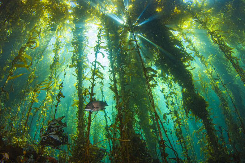 channel islands