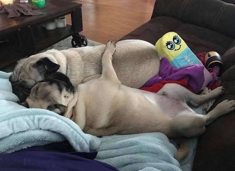 Pug siblings cuddling on the couch