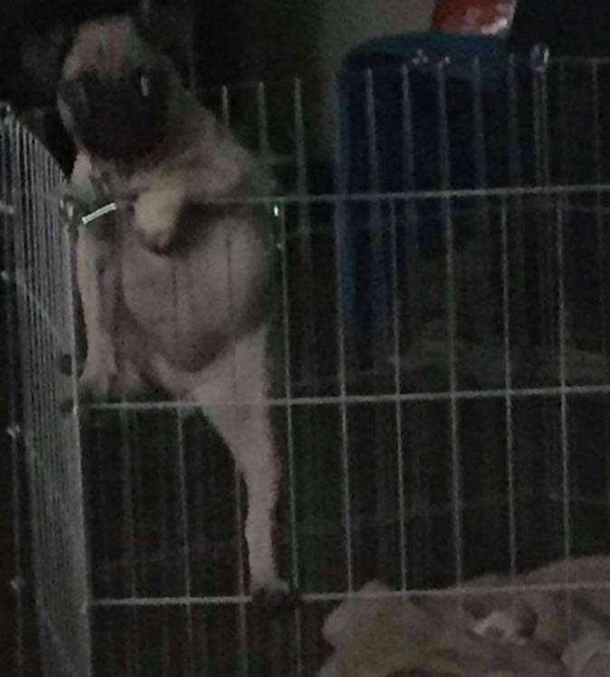 Elphie the pug climbs over her gate
