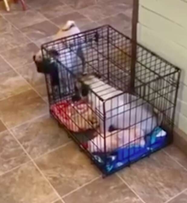 Pug locks his sister in a crate