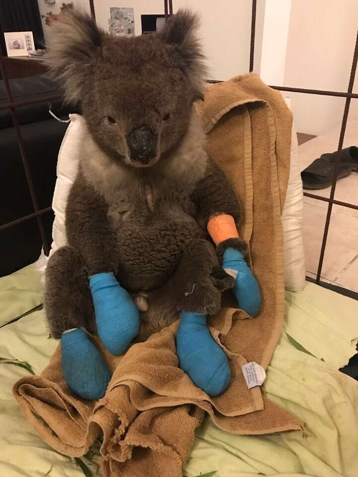 burned koala