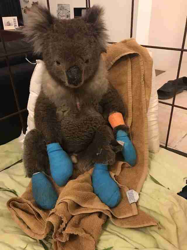 Koala Burned In Fires Rescued Just In Time The Dodo