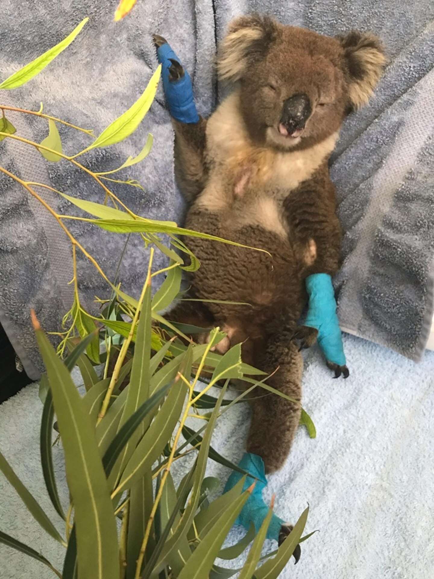 Koala Exploding Koala Burned In Fires Rescued Just In Time - The Dodo