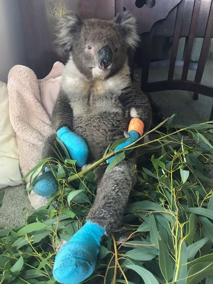 burned koala