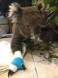 burned koala