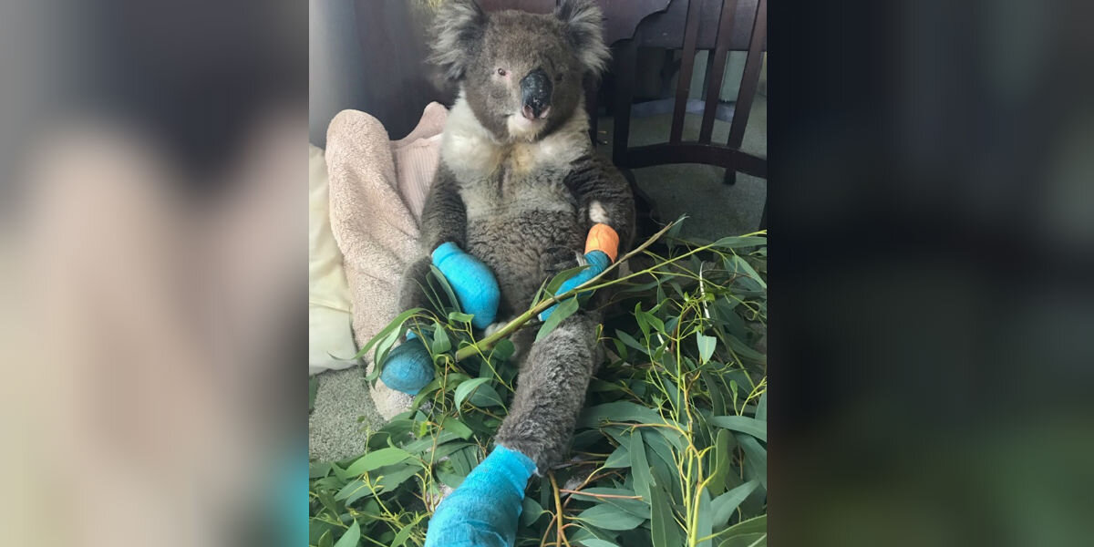 Koala Who Burned All 4 Paws In Fires Is So Happy To Finally Be Safe