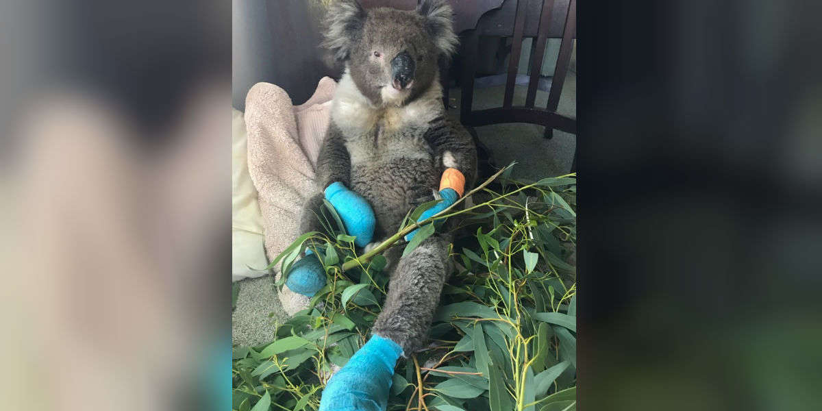 Koala Burned In Fires Rescued Just In Time The Dodo