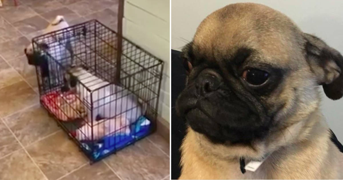 Pug Tricks His Sister Into Getting Locked In A Crate The Dodo