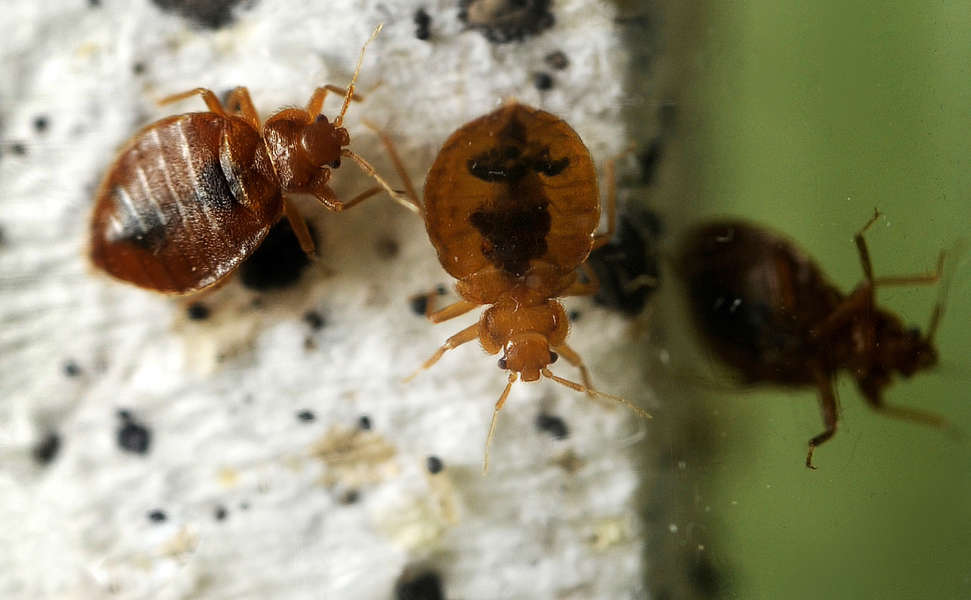 Most Bed Bug Infested Cities in America in 2020, Ranked Thrillist