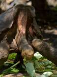 Giant Tortoise Who Saved His Species by Having Tons of Sex Is Finally Throwing in the Towel