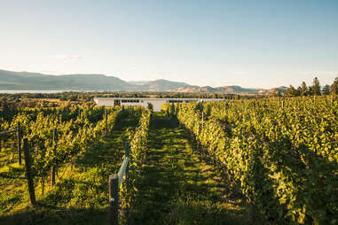 Tantalus Vineyards in the Okanagan Valley, BC