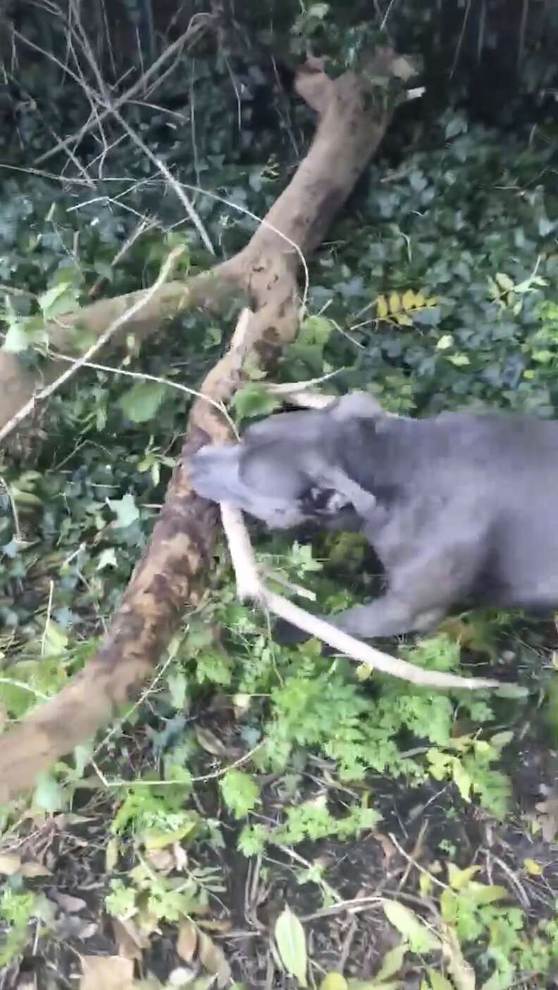 dog finds huge stick