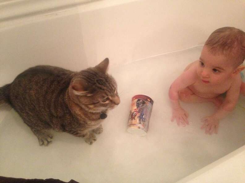 little boy and cat