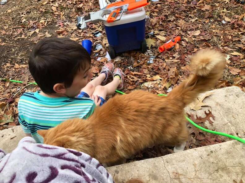 little boy and cat