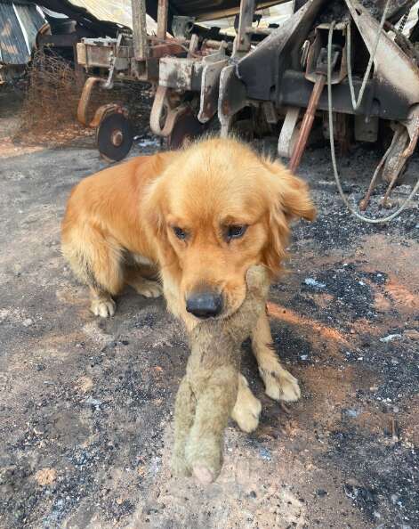 Dog finds his toy in the rubble of the Australian bushfire