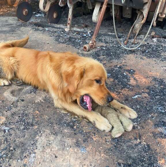 Dog finds toy in house destroyed by fire