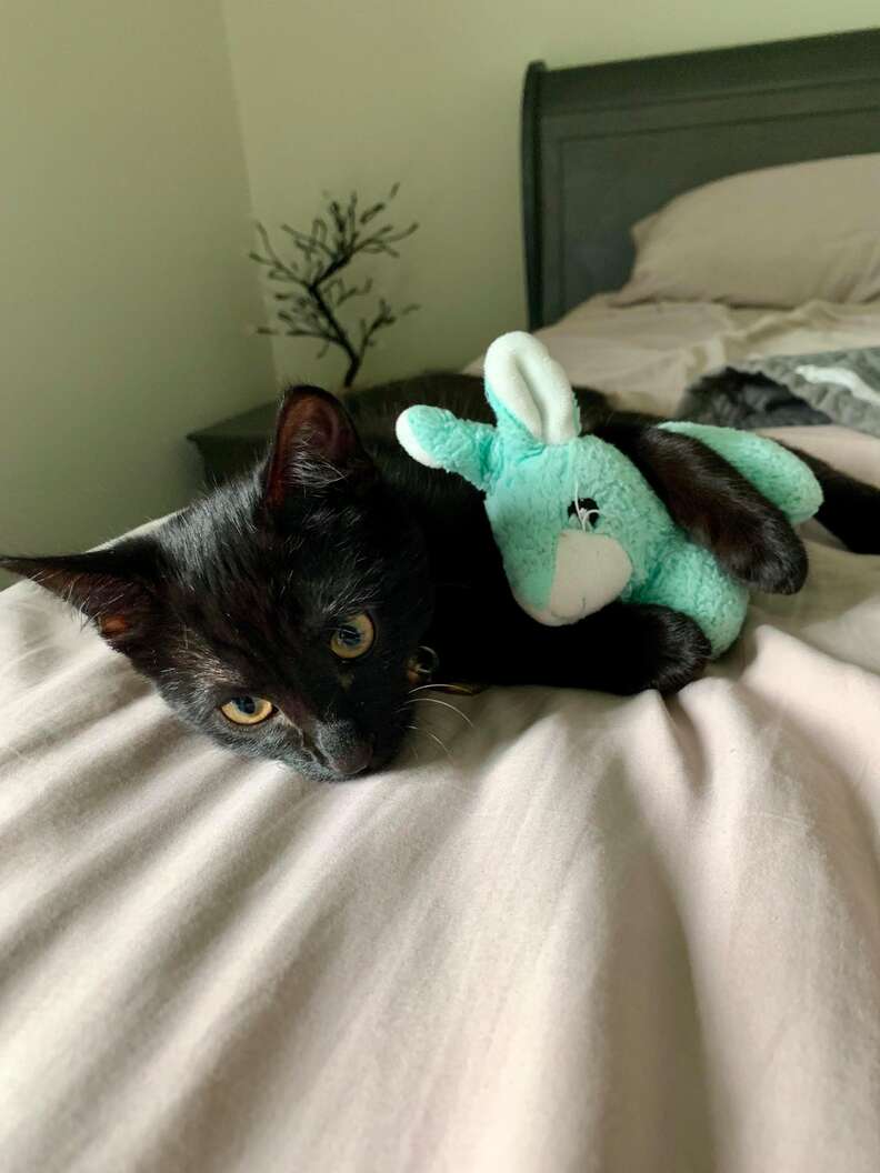 Cat Carries Blanket Everywhere He Goes - The Dodo