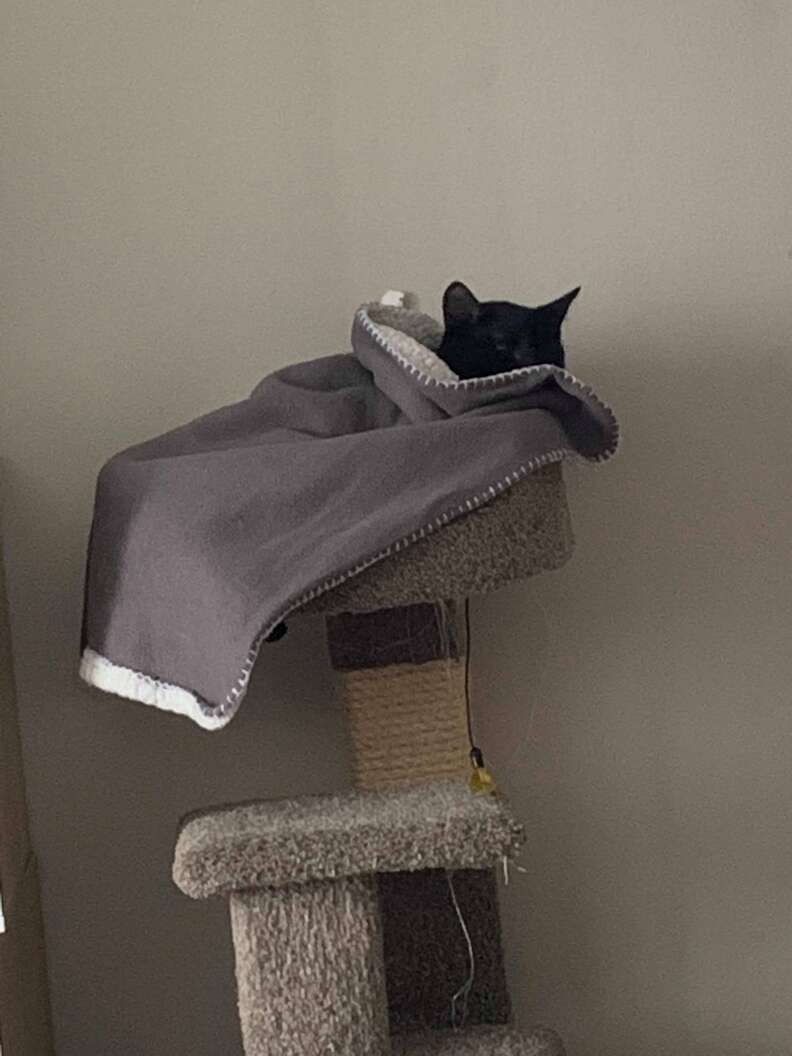 Rescue Cat Carries Blanket Around House in Most Adorable Way: 'Waddles