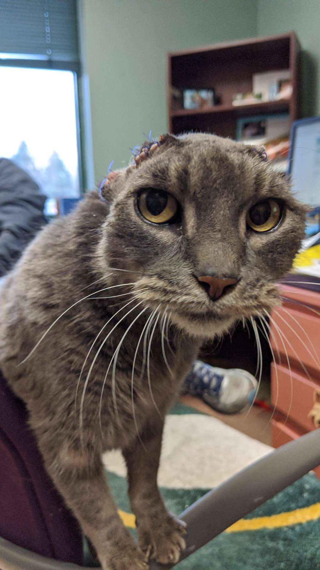 Shelter Cat With No Ears Gets Special Hat - The Dodo