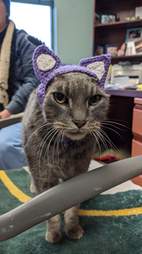 cat with no ears