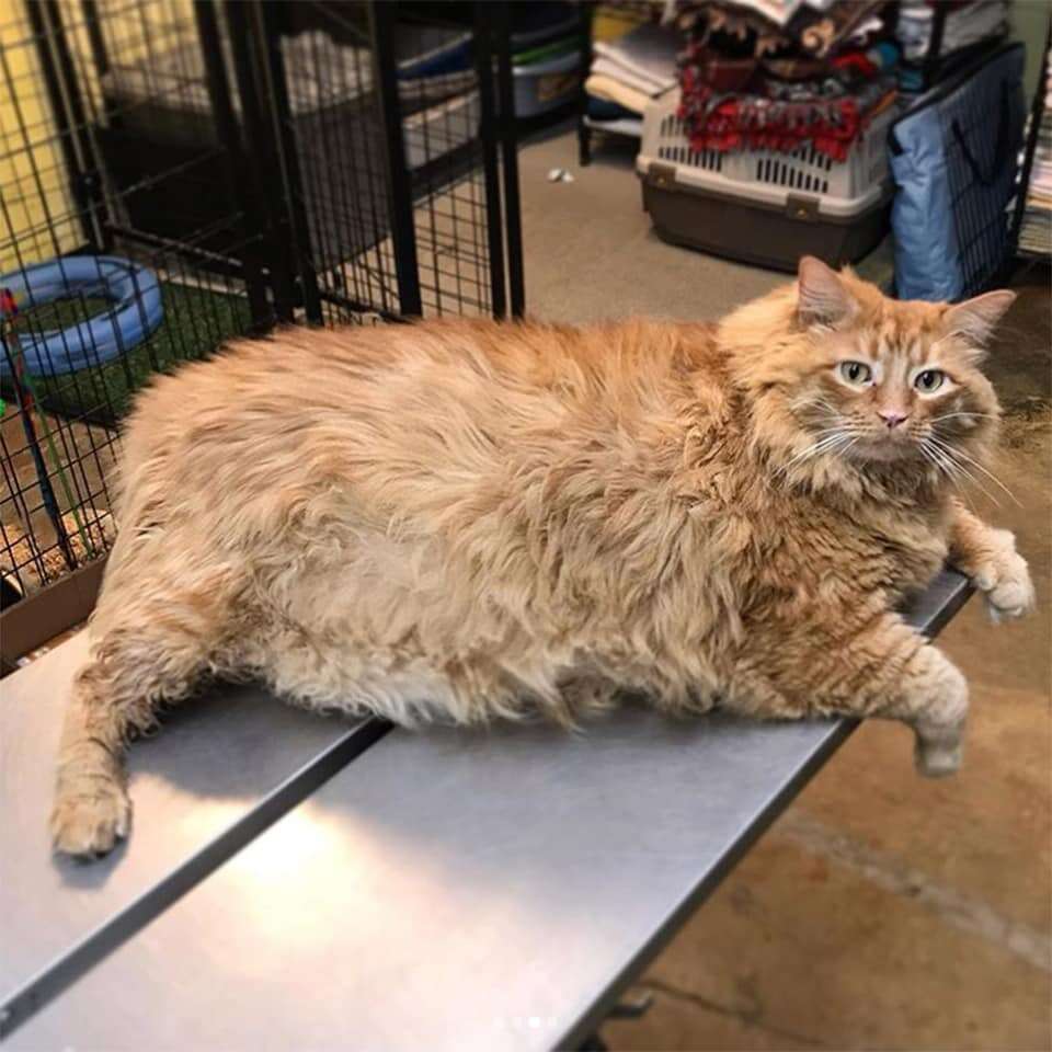 Bazooka Joe the adorable chubby shelter cat