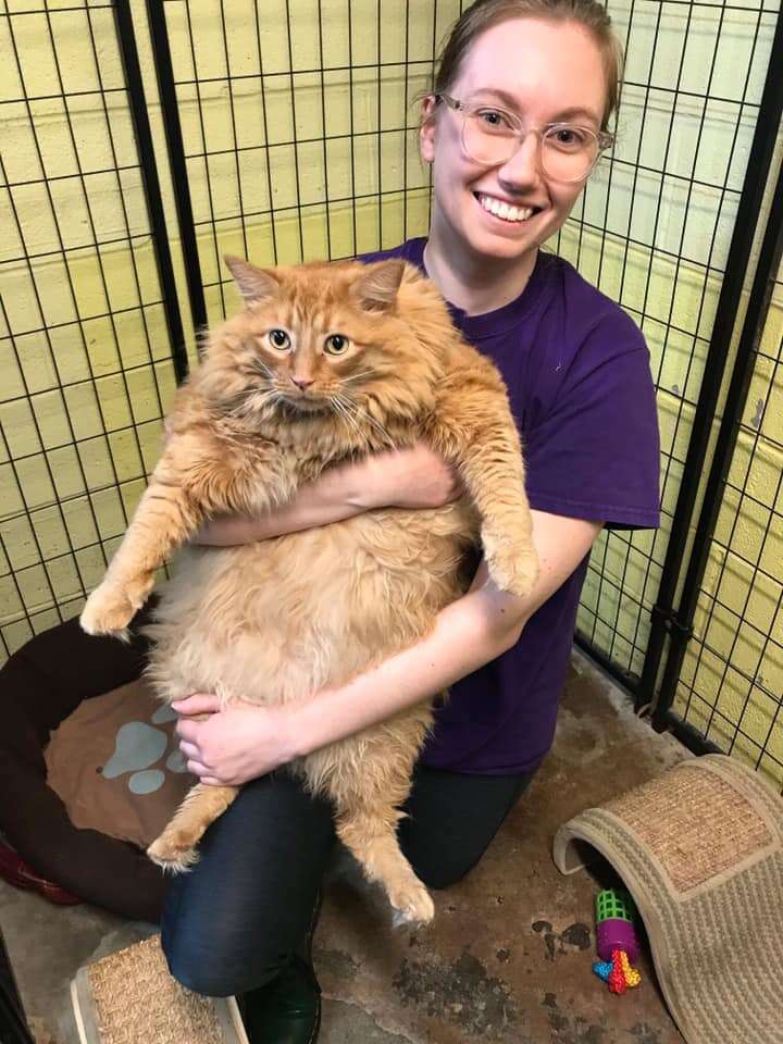 A 36-pound cat being held at a North Carolina animal shelter